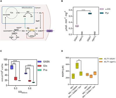 Alanine Represses γ-Aminobutyric Acid Utilization and Induces Alanine Transaminase Required for Mitochondrial Function in Saccharomyces cerevisiae